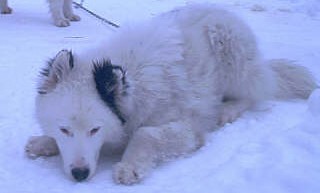 A Yakutian Laika in the snow