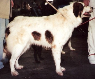 A female Tornjak participating in a dog show in Hungary