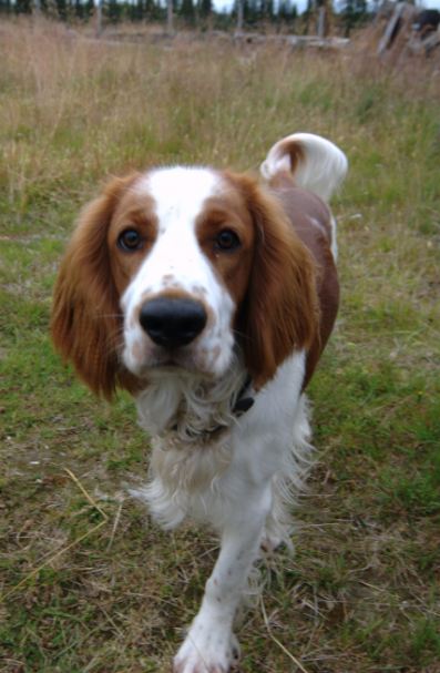 The Welsh Springer Spaniel is an affectionate and loyal dog breed