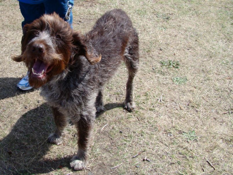 The Wirehaired Pointing Griffon with its distinct wiry coat