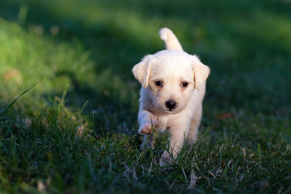 Things You Need To Prepare For Before Adopting A Puppy