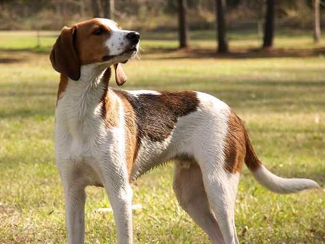 Treeing-walker-coonhound