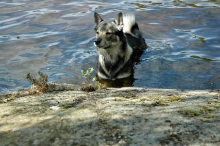 A Swedish Vallhund in a lake