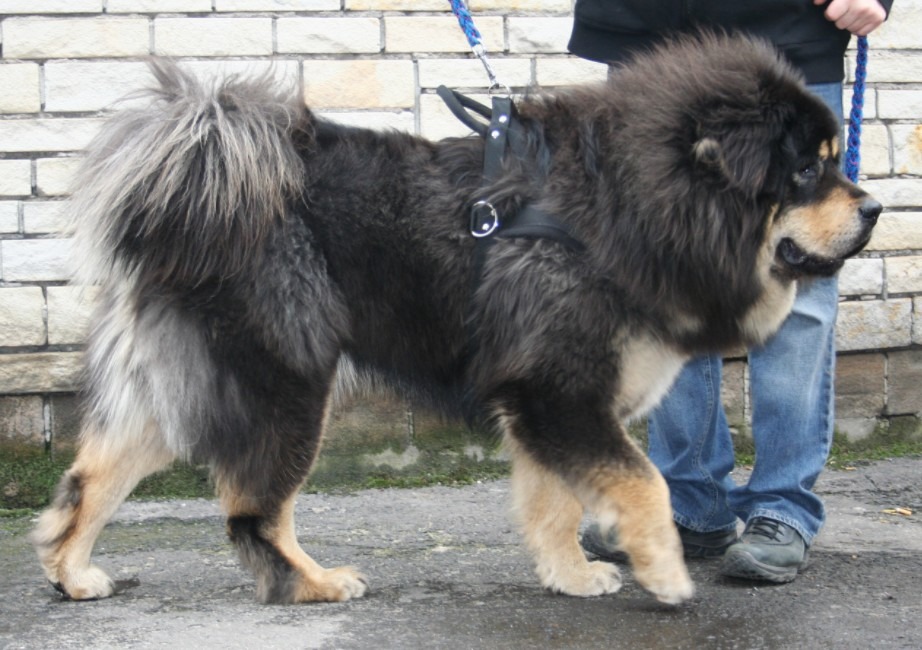 A Tibetan Mastiff, participating in a dog show in Poland
