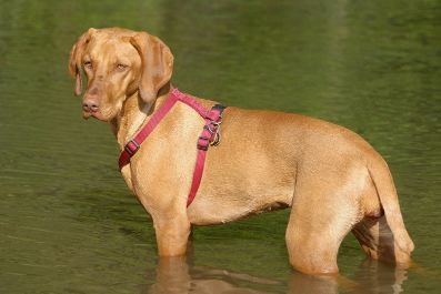 A Vizsla in the water