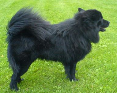 A solid black Swedish Lapphund