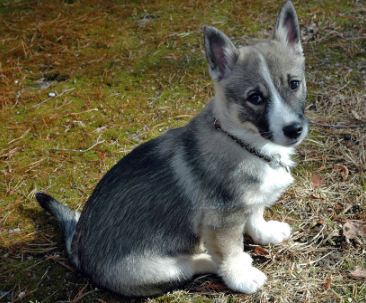 Swedish Vallhund is big in terms of personality