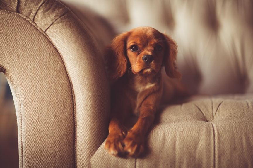 dog on the couch