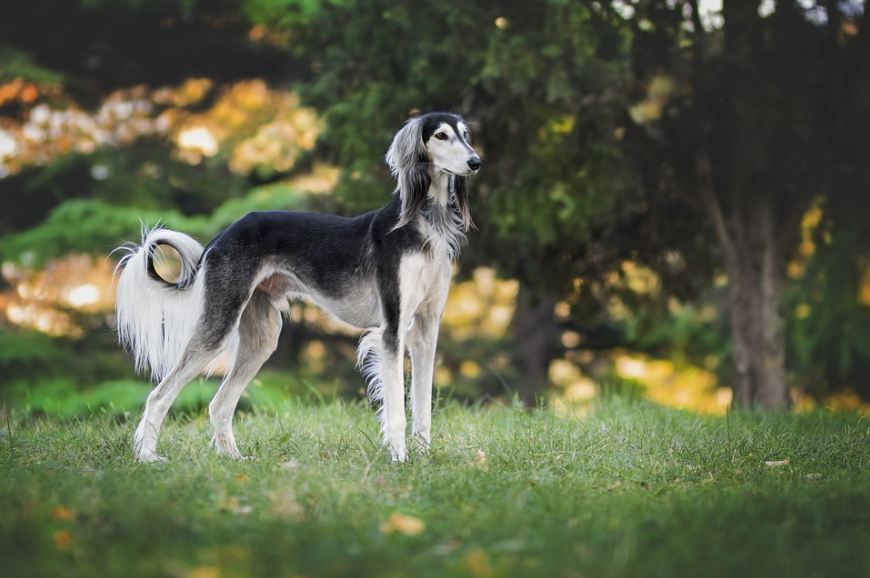 A greyhound enjoying nature