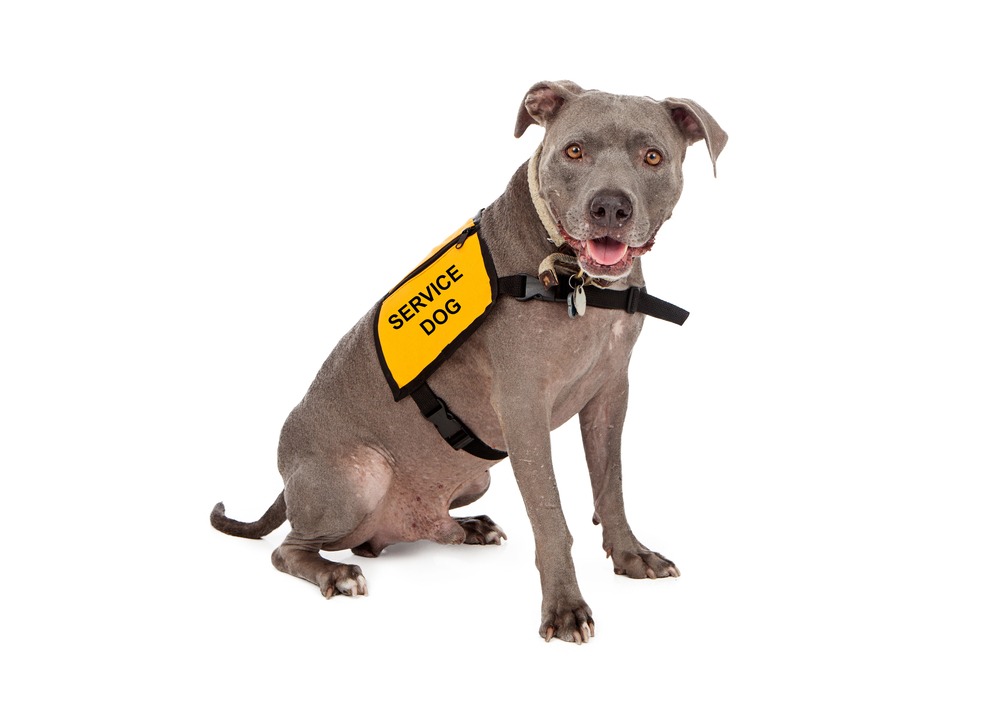 Pit Bull Wearing Service Dog Vest