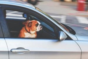 A dog riding in a car