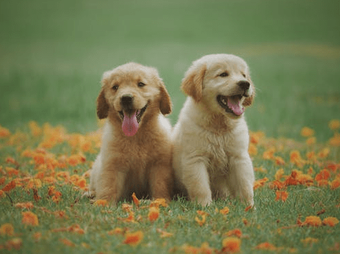A pair of happy dogs