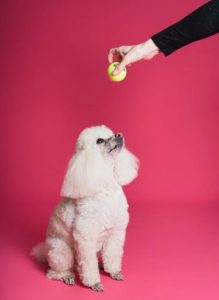 A person giving a dog a treat