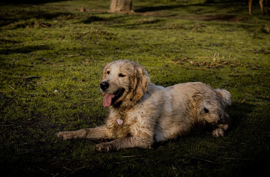 a dog covered in mud after playing at the park