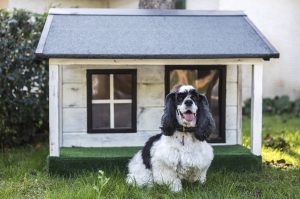 a dog standing in front of his kennel/house