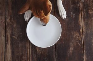a dog trying to eat from an empty ceramic plate