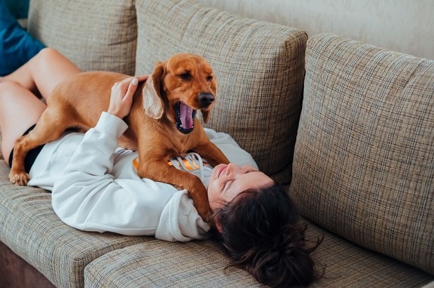 a dog yawning while laying on top of a woman at home