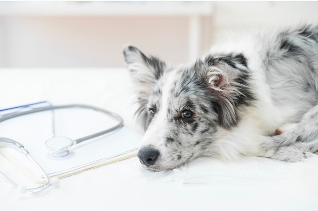 a sick dog lying with a stethoscope