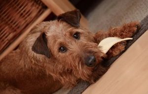 What Can Do Owners Do To Help Their Pups Eat Better?