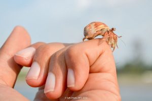 Why Hermit Crabs Make Great Pets