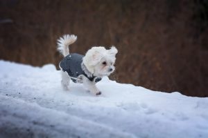 dog with coat walking on snow