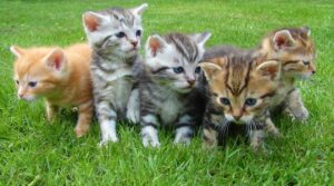 What to consider when looking for kittens for sale
