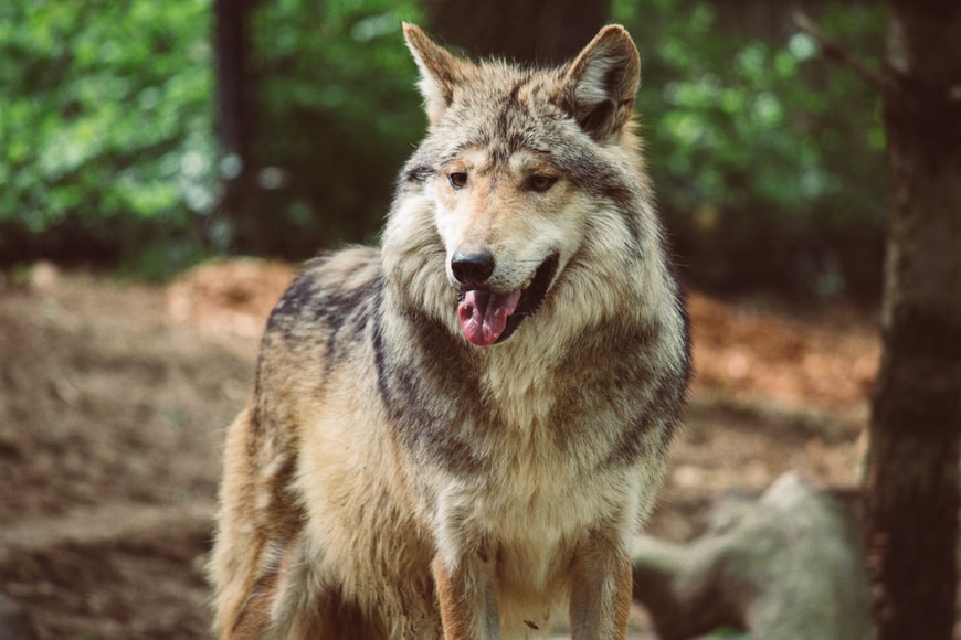 mexican wolf-jpeg