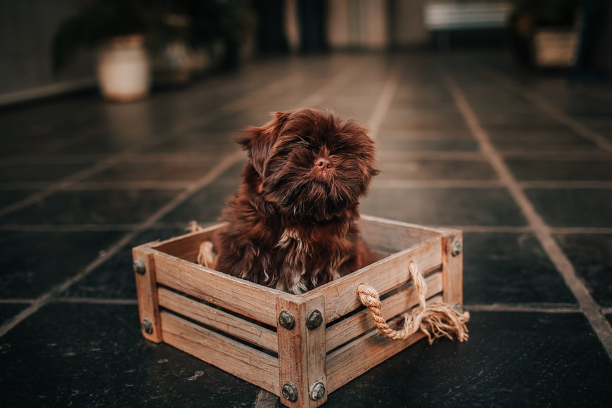 puppy crate-jpeg