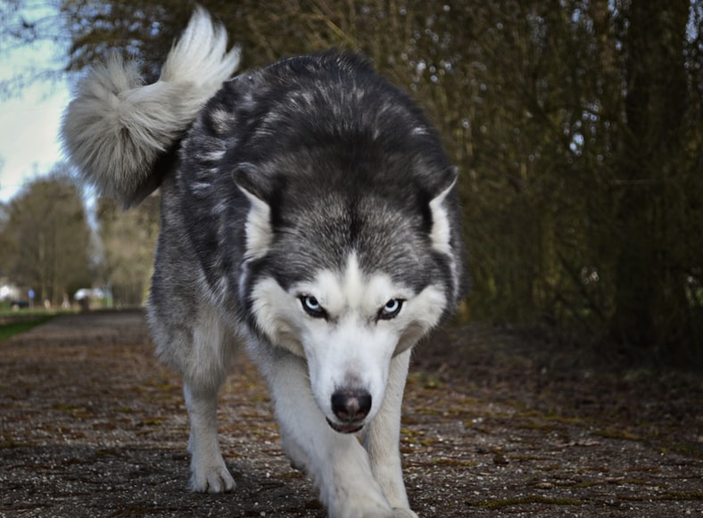 wolf dog staring-jpeg