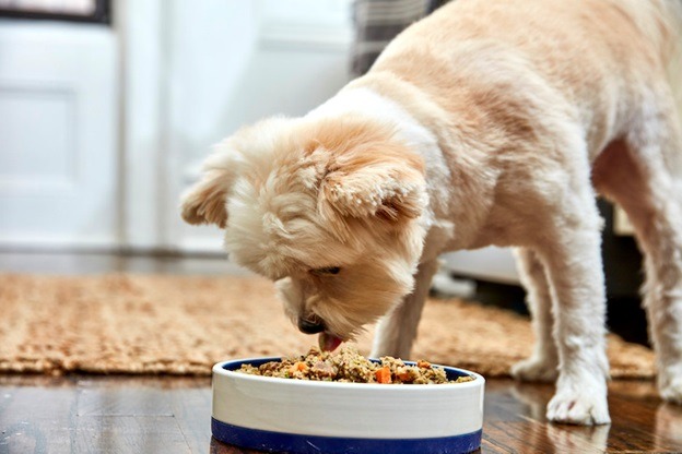 Gradually Transition The Dog From Old To New Diet