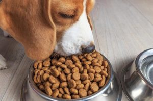 a Grain-Free Diet Necessary For The Dog