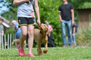 4 Specialized Types of Dog Training to Nurture Them Physically and Mentally