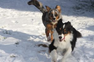 Looking after your pet; 4 tips for pet care in the winter