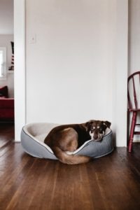 Why You Should Buy a Bed for Your Dog