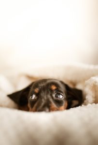 7 Stress Signs to Watch Out for in Your Pup