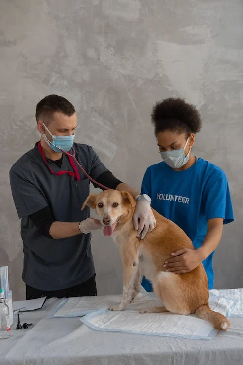 Major Challenges Faced By Vets With New-Age Veterinary Practices