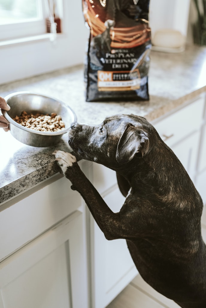 4 Reasons Why Elevated Dog Bowls Are Perfect For Your Dog and Your Home