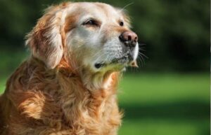 Glucosamine for Joint Health in Dogs