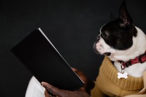 a Boston Terrier looking at a notebook held by its owner