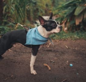 a Boston Terrier on a leash wearing a blue bandana on its neck