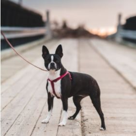 a Boston Terrier with a leash on a wooden bridge