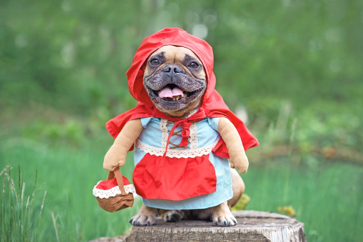 a French bulldog dressed as Little Red Ridinghood