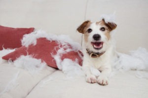 a Jack Russell destroying a pillow on a sofa