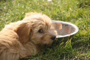 a Tibetan Terrier lying on the grass by its water bowl
