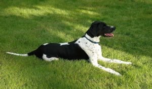 a black and white pointer