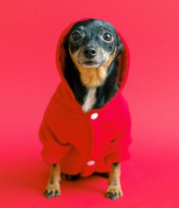a chihuahua wearing a red coat