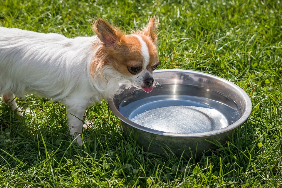 a chihuahua with its tongue out near its water bowl