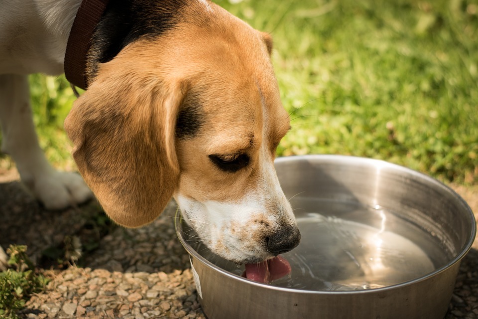 a dog drinking water from its bowl