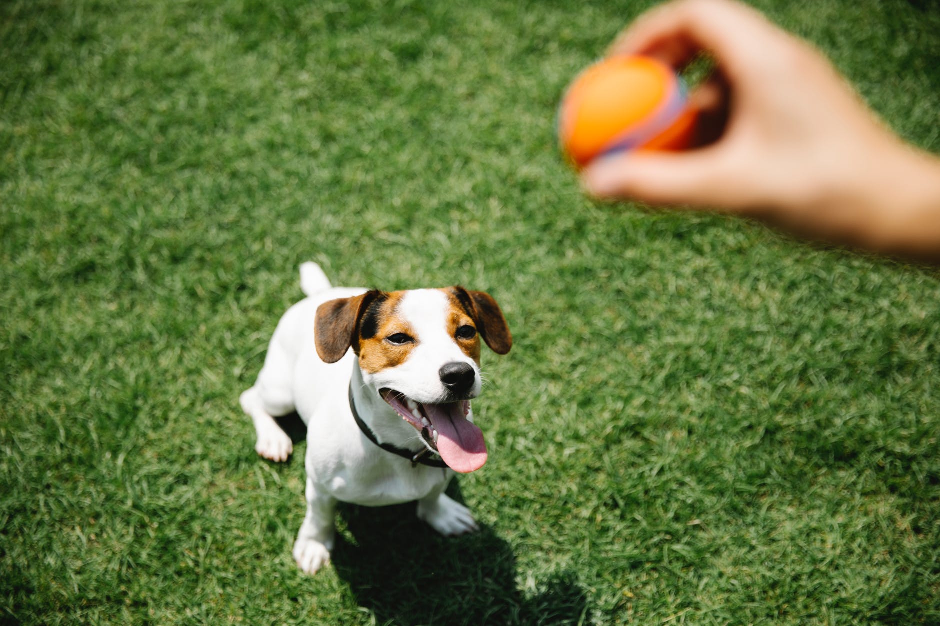 a dog on a lawn and the hand of its owner holding a ball