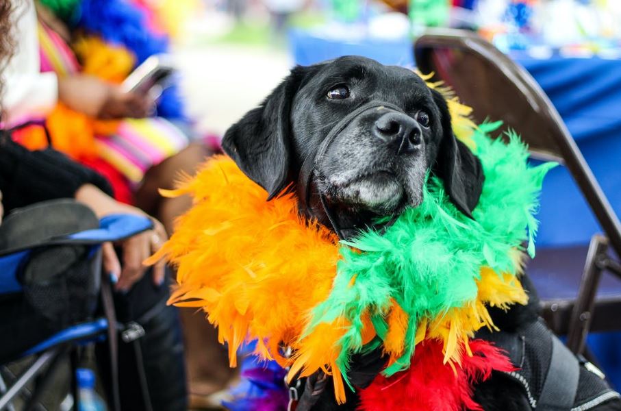 a dog wearing colorful fur decor